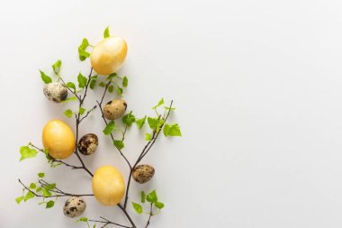 Beyaz arka planda taze yeşil yapraklı huş dalı ve Paskalya boyalı bıldırcın yumurtası, Paskalya konsepti.
