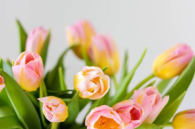 Güzel bir bahar buketi pembe laleler yakın, bayram çiçeği hediyesi