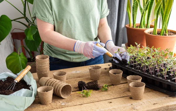 Ahşap arka planda özel plastik bir formda domates fideleri, tohum nakleden kadın bahçıvan, çevre dostu çömleklere iğne batıran