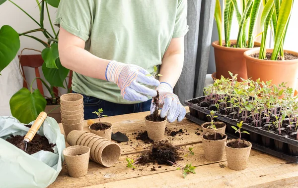Young green seedlings of tomato in a special plastic form on a wooden background , woman gardener transplanting seedlings, pricking out in eco friendly pots