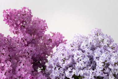 Taze, güzel bir demet leylak. Yaklaş.