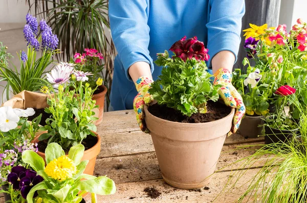 Sardunya çiçeği nakleden bir kadın.