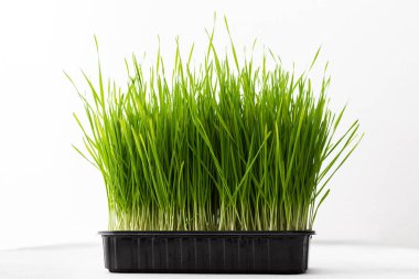 Sebzeli buğday, kullanışlı mikro yeşil yakın plan, organik hayvan maması.