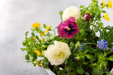 Beyaz yuvarlak vazo bahar ve yaz çiçekleriyle Ranunculus ve Muscari, Petunias ve Pansies gri arka planda, üst manzara, çiçeklerle süslenmiş ev dekorasyonu