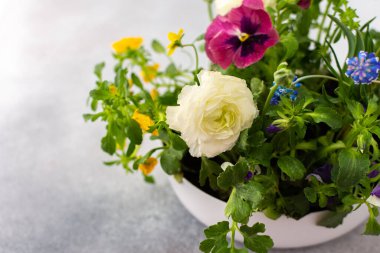Beyaz yuvarlak vazo bahar ve yaz çiçekleriyle Ranunculus ve Muscari, Petunias ve Pansies gri arka planda, üst manzara, çiçeklerle süslenmiş ev dekorasyonu
