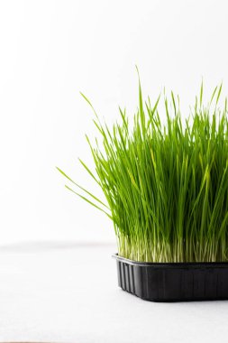 Sebzeli buğday, kullanışlı mikro yeşil yakın plan, organik hayvan maması.