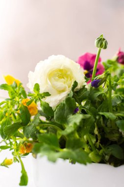 Bahar ve yaz çiçekleriyle dolu beyaz yuvarlak vazo Ranunculus ve Muscari, Petunias ve Pansies gri arka planda, çiçeklerle süslenmiş ev dekorasyonu