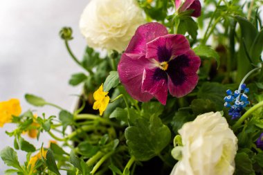 Beyaz yuvarlak vazo bahar ve yaz çiçekleriyle Ranunculus ve Muscari, Petunias ve Pansies gri arka planda, üst manzara, çiçeklerle süslenmiş ev dekorasyonu