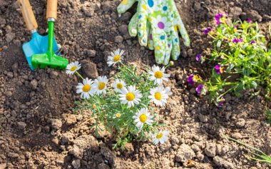 Çiçeklerle süslenmiş bahar bahçesi, evin yakınındaki toprağa papatya ekimi, bahçe işleri ve hobi.