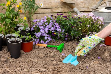 Çiçeklerle süslenmiş bahar bahçesi, evin yakınındaki toprağa çiçek eken adam, bahçe işleri ve hobi.