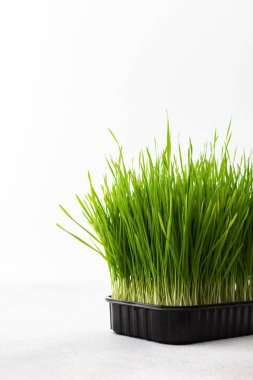 Sebzeli buğday, kullanışlı mikro yeşil yakın plan, organik hayvan maması.