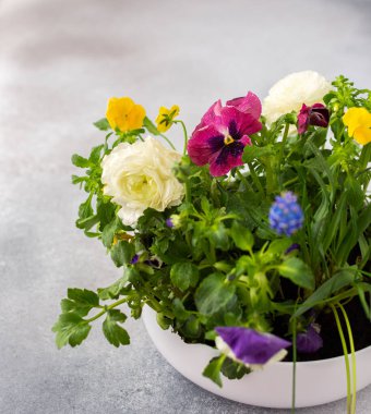 Beyaz yuvarlak vazo bahar ve yaz çiçekleriyle Ranunculus ve Muscari, Petunias ve Pansies gri arka planda, üst manzara, çiçeklerle süslenmiş ev dekorasyonu