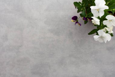 Gri arkaplandaki bir saksıda beyaz nonoş çiçekleri, üst görünüm, boşluğu kopyala
