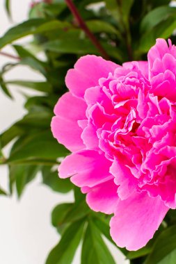 Şakayıklar kapanıyor, evin bir parçası, çiçekli ev dekorasyonu, sıcacık yaz arkaplanı.