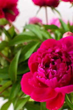 Şakayıklar kapanıyor, evin bir parçası, çiçekli ev dekorasyonu, sıcacık yaz arkaplanı.