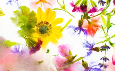 Buz, çiçek ve sardunya, osteosperum ve lavanta ve karanfilin yaz arkaplanı