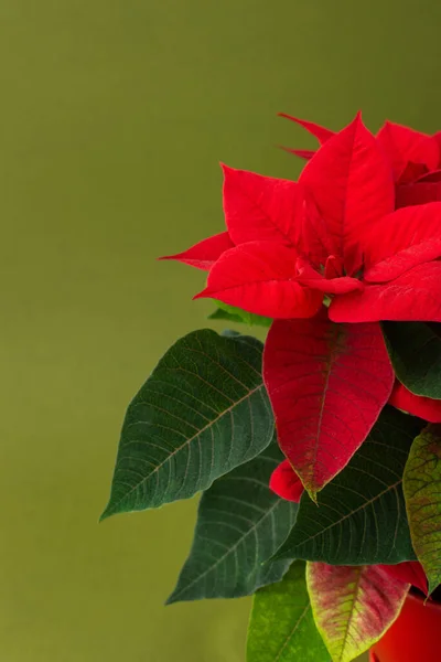 Piękny Świąteczny Kwiat Poinsettia Czerwonym Glinianym Garnku Zbliżenie Zielonym Tle — Zdjęcie stockowe