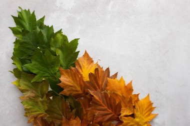 Akçaağaç yapraklı sonbahar arkaplanı üç renk, yeşil, kırmızı ve sarı, yazdan sonbahara geçiş, doğal mevsimlerin değişimi