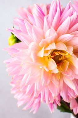 Pink dahlias, beautiful summer flowers in a vase close-up