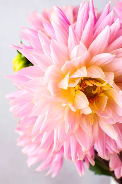 Pink dahlias, beautiful summer flowers in a vase close-up