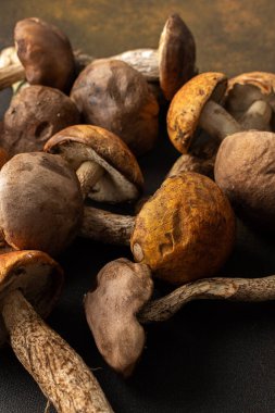 Forest wild boletus mushrooms, aspen mushrooms close-up