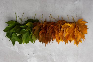 Akçaağaç yapraklı sonbahar arkaplanı üç renk, yeşil, kırmızı ve sarı, yazdan sonbahara geçiş, doğal mevsimlerin değişimi