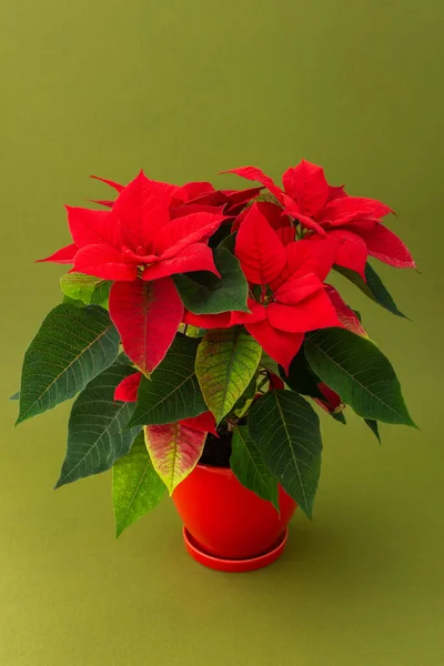 Hermosa Flor Navidad Poinsettia Una Olla Arcilla Roja Cerca Sobre —  Fotos de Stock
