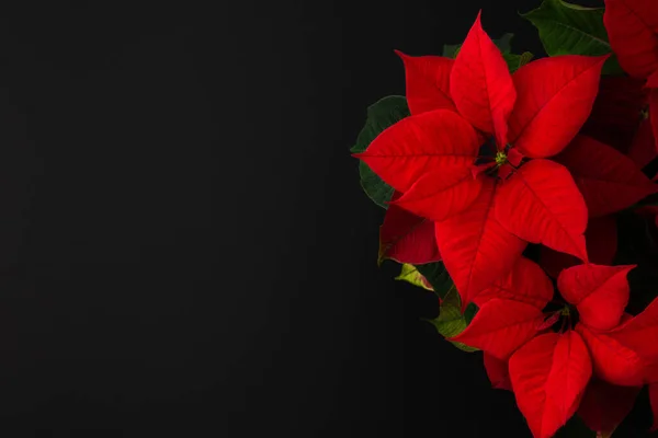 Красивый Рождественский Цветок Poinsettia Крупным Планом Черном Фоне — стоковое фото