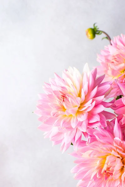 Pink Dahlias Beautiful Summer Flowers Vase Close — Foto de Stock