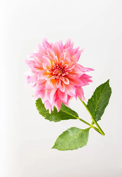 Beautiful pink dahlia flower with leaves close up on a white background