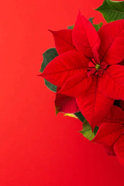 Güzel Noel Çiçeği Poinsettia Kırmızı Arka Planda Yakın Plan — Stok fotoğraf