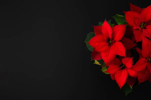 Piękny Świąteczny Kwiat Poinsettia Zbliżenie Czarnym Tle — Zdjęcie stockowe