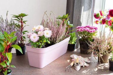 Planting autumn flowers in pots, decorating a balcony or terrace in autumn, heather and chrysanthemums, rosemary and pepper, impatiens clipart