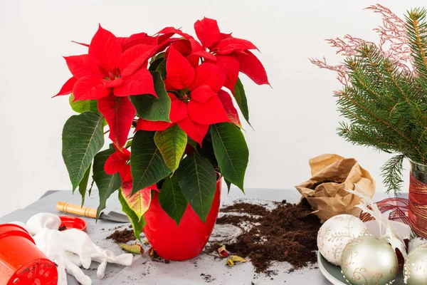 Transplantando Flor Natal Poinsettia Novo Pote Cerâmica Vermelha — Fotografia de Stock