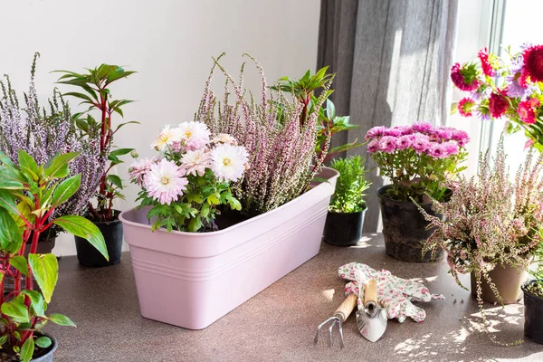 Tencerelere sonbahar çiçekleri dikmek, sonbaharda balkon ya da teras süslemek, kenevir ve kasımpatı, biberiye ve biber, sabırsızlar.