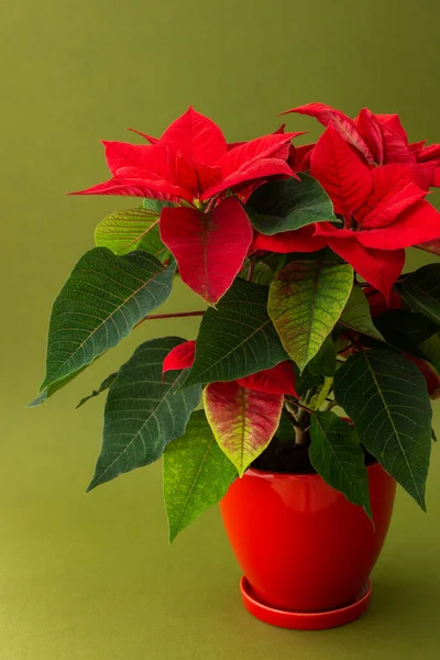 Hermosa Flor Navidad Poinsettia Una Olla Arcilla Roja Cerca Sobre —  Fotos de Stock