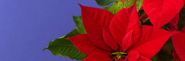 Hermoso Banner Flores Navidad Poinsettia Primer Plano Color Tendencia 2022 —  Fotos de Stock