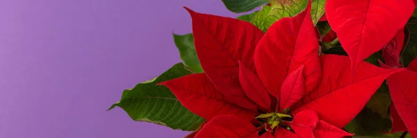 Hermosa Bandera Flor Navidad Poinsettia Primer Plano Sobre Fondo Púrpura —  Fotos de Stock