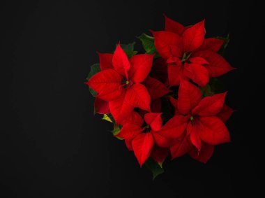 Güzel bir Noel çiçeği Poinsettia siyah arka planda yakın plan