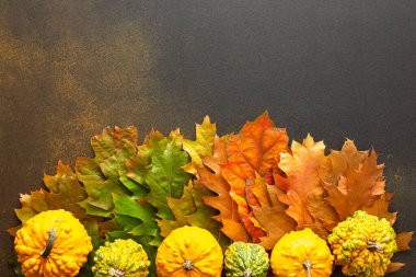 Quercus yakut yaprakları ve balkabaklarıyla sonbahar arkaplanı, yapraktan yeşile, kırmızıdan kırmızıya ve kuruma gradyanı, yazdan sonbahara geçiş, doğal mevsimlerin değişimi, Şükran Günü.