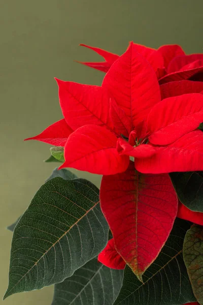 Hermosa Flor Navidad Poinsettia Una Olla Arcilla Roja Cerca Sobre —  Fotos de Stock