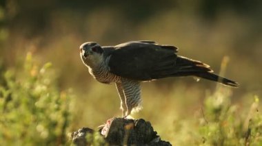 Yetişkin erkek. Kuzeyli. Akşamüstü vakti meşe ormanında yeni yakalanmış bir kuşla birlikte.