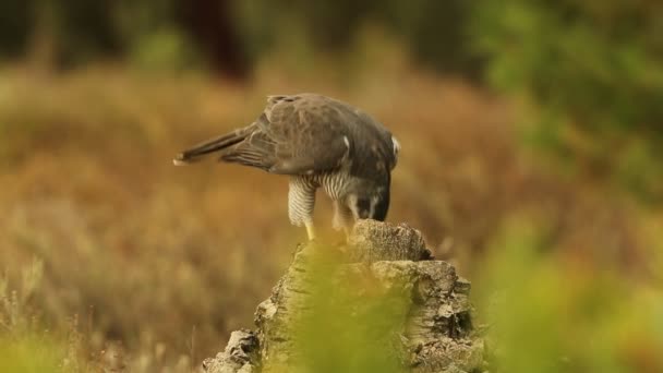 Adulta Hembra Goshawk Del Norte Con Pájaro Recién Capturado Luz — Vídeo de stock