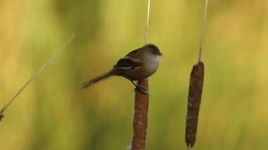 Dişi sakallı sazanlar güneş doğmadan önce sulak bir alanda yemek yiyorlar.