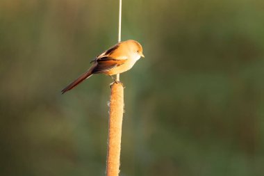Orta İspanya 'daki bir sulak arazide günün ilk ışıklarıyla dişi sakallı sazanlar.