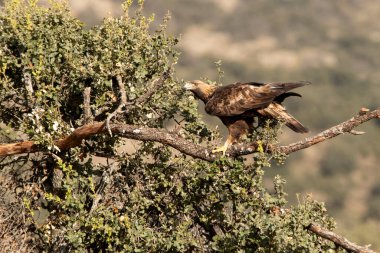 Yetişkin erkek altın kartal günün ilk ışıklarıyla meşe dalında en sevdiği gözetleme kulesinde