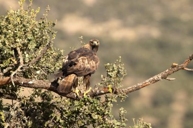 Yetişkin erkek altın kartal günün ilk ışıklarıyla meşe dalında en sevdiği gözetleme kulesinde