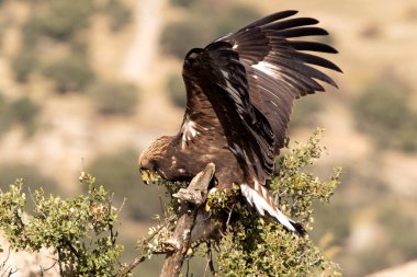 Genç dişi altın kartal bir dağ bölgesinde en sevdiği tünekte şafak vakti