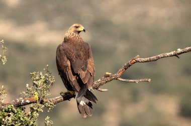 Genç dişi altın kartal bir dağ bölgesinde en sevdiği tünekte şafak vakti