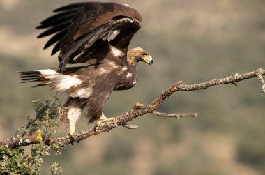 Genç dişi altın kartal bir dağ bölgesinde en sevdiği tünekte şafak vakti